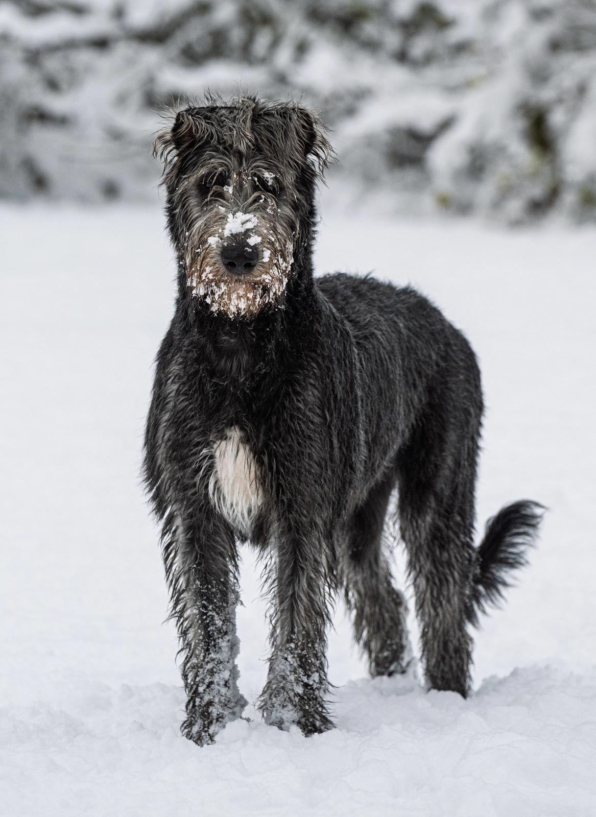 Irsk ulvehund Alma billede 10