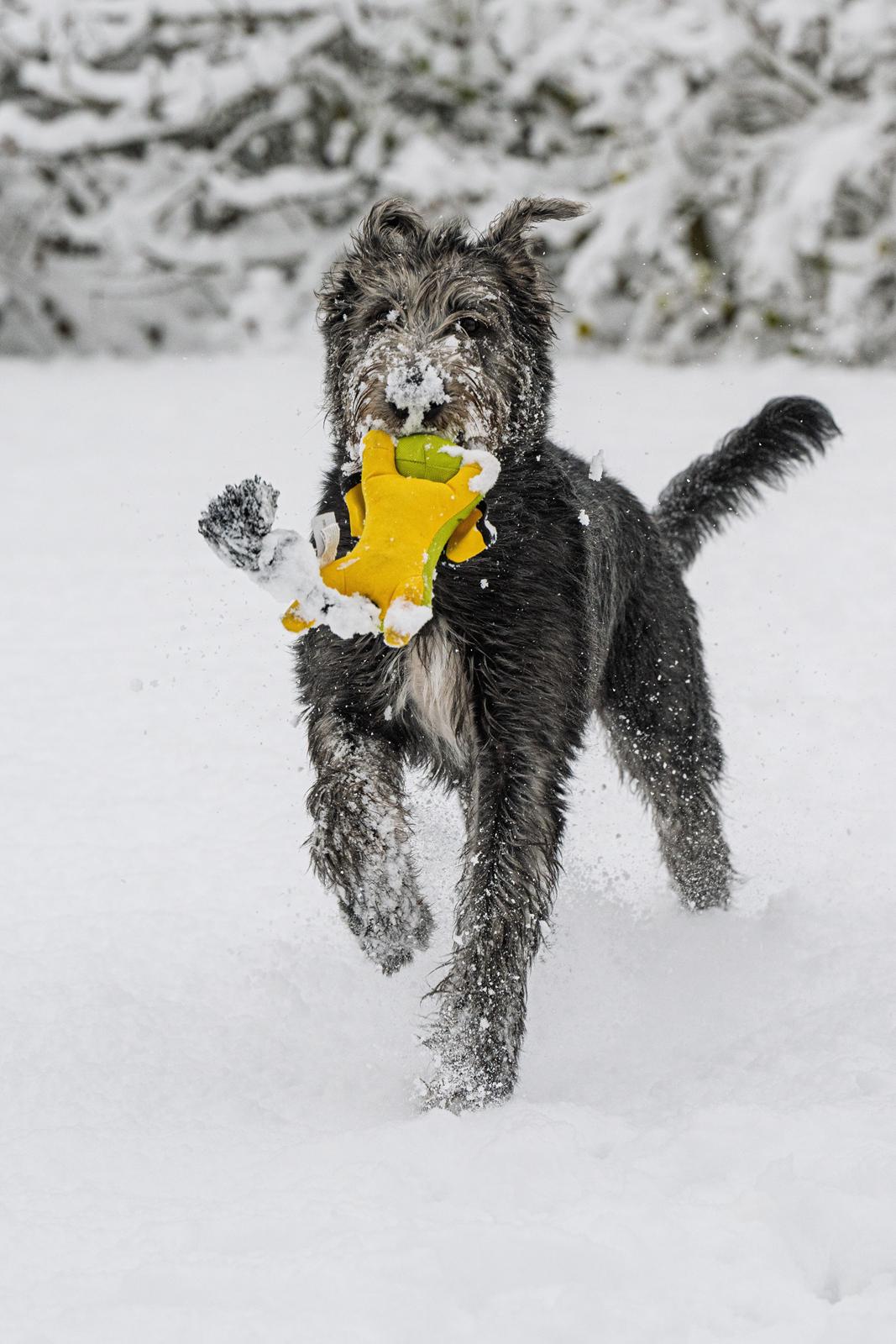 Irsk ulvehund Alma billede 12