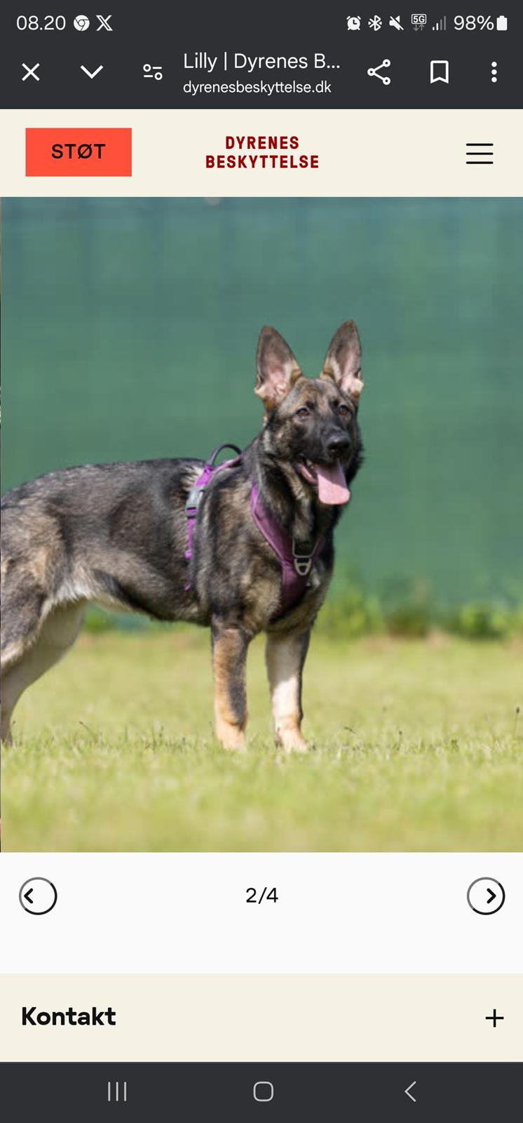 Schæferhund Lilly billede 9