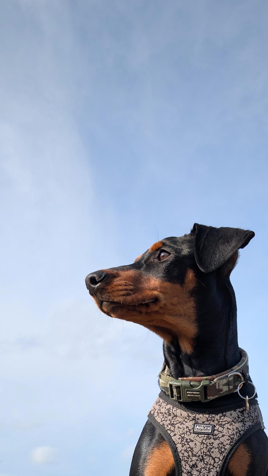 Tysk pinscher Nice and Dandy Viola - Kaldenavn: Thuja - 5 mdr. gammel billede 8