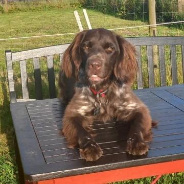 Kleiner münsterländer Balder billede 9