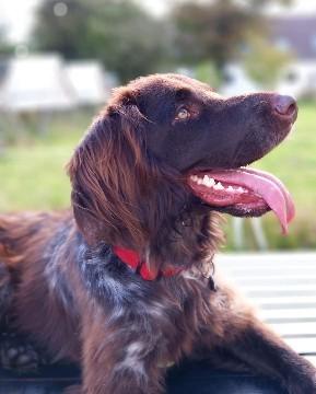 Kleiner münsterländer Balder billede 10