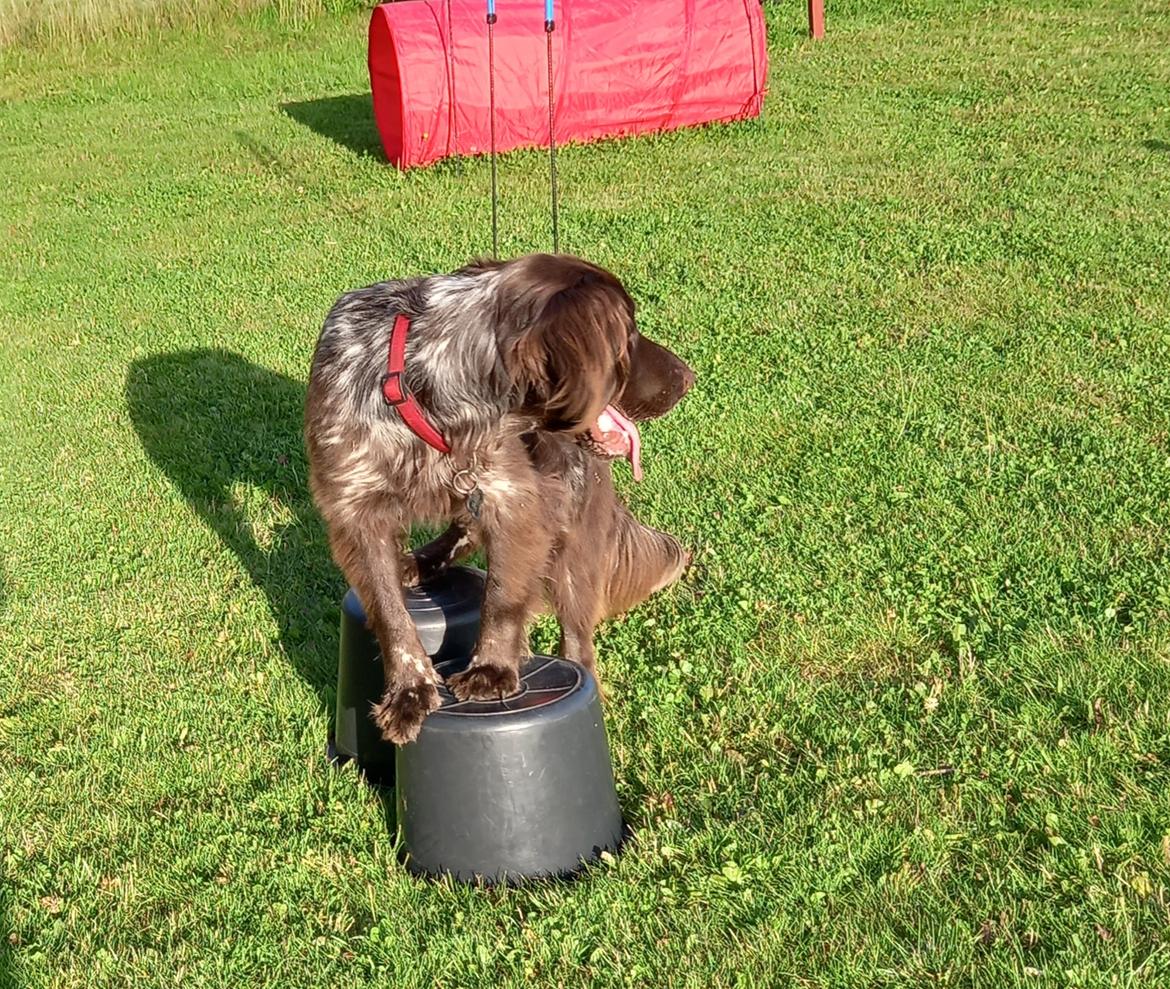 Kleiner münsterländer Balder billede 13
