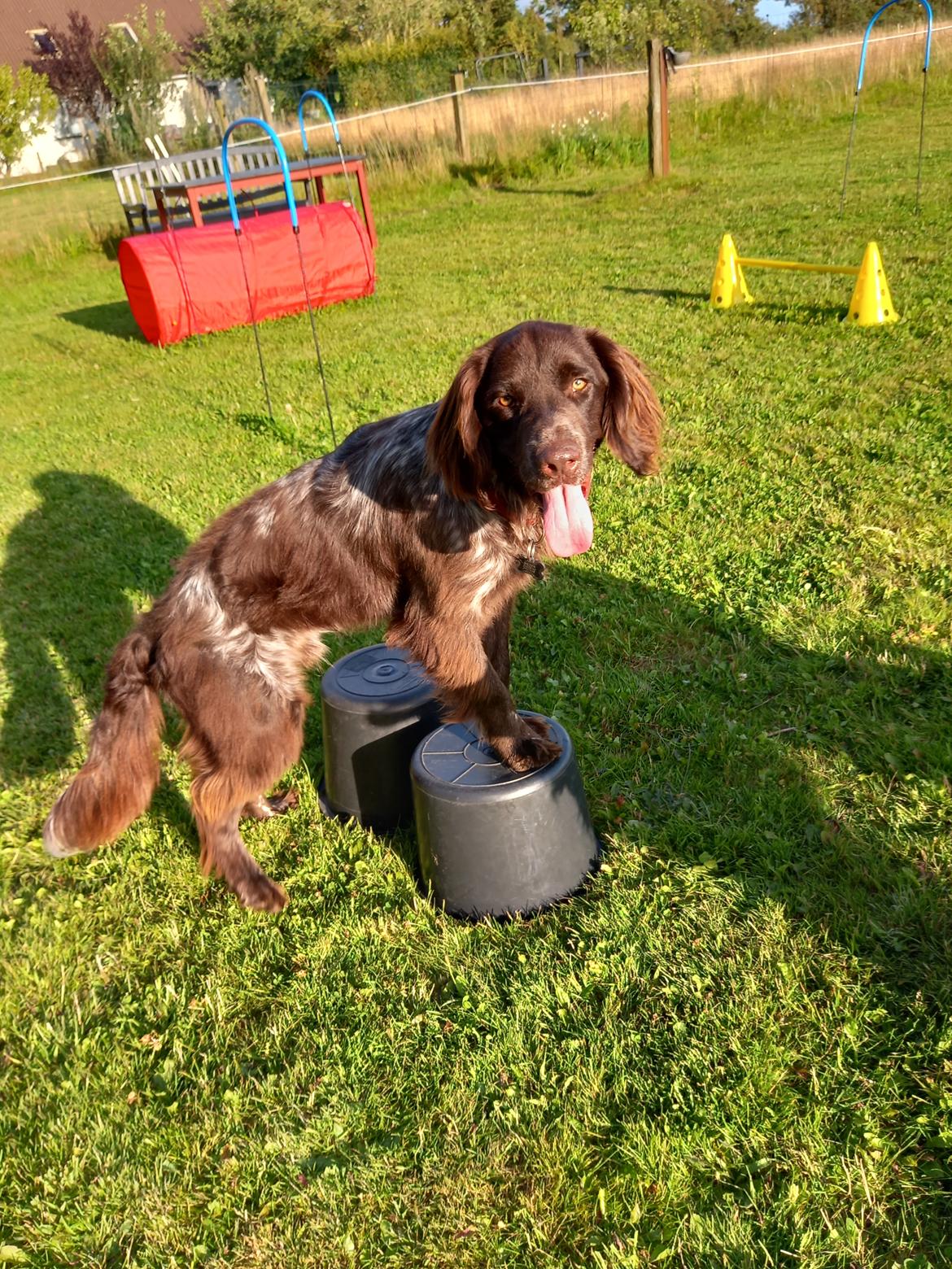 Kleiner münsterländer Balder billede 14