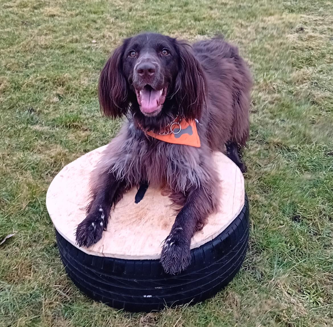 Kleiner münsterländer Balder billede 16