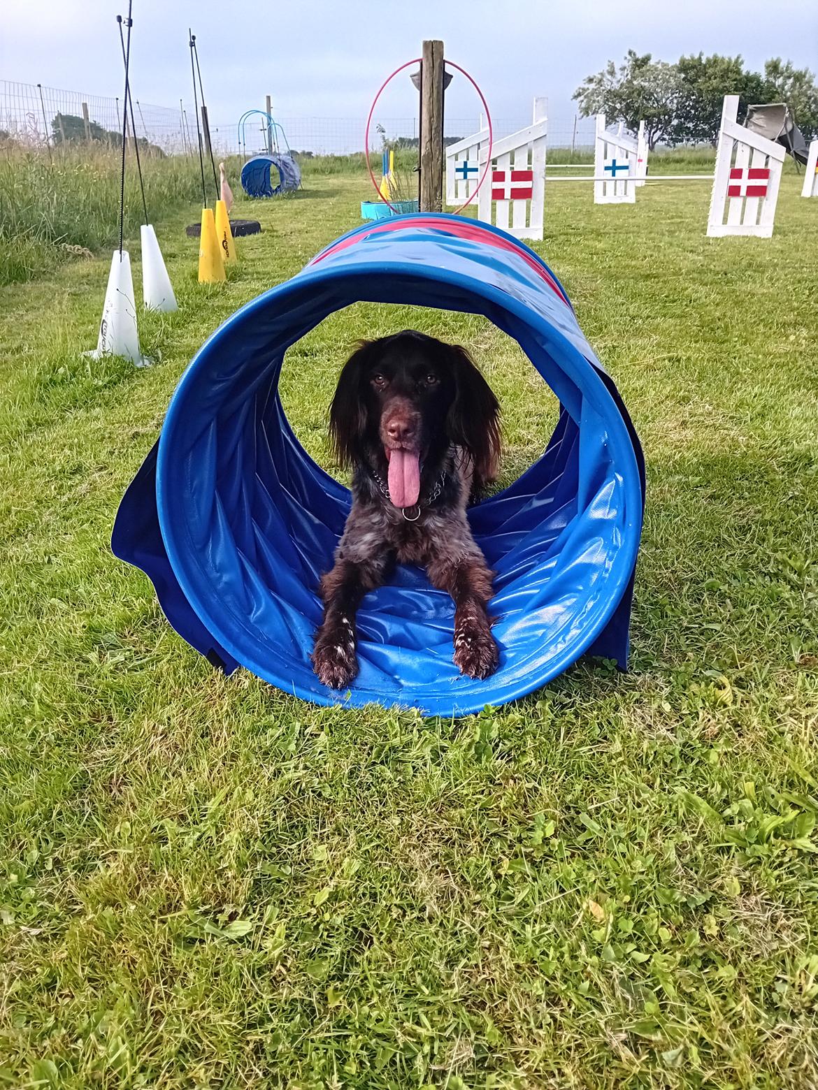 Kleiner münsterländer Balder billede 17