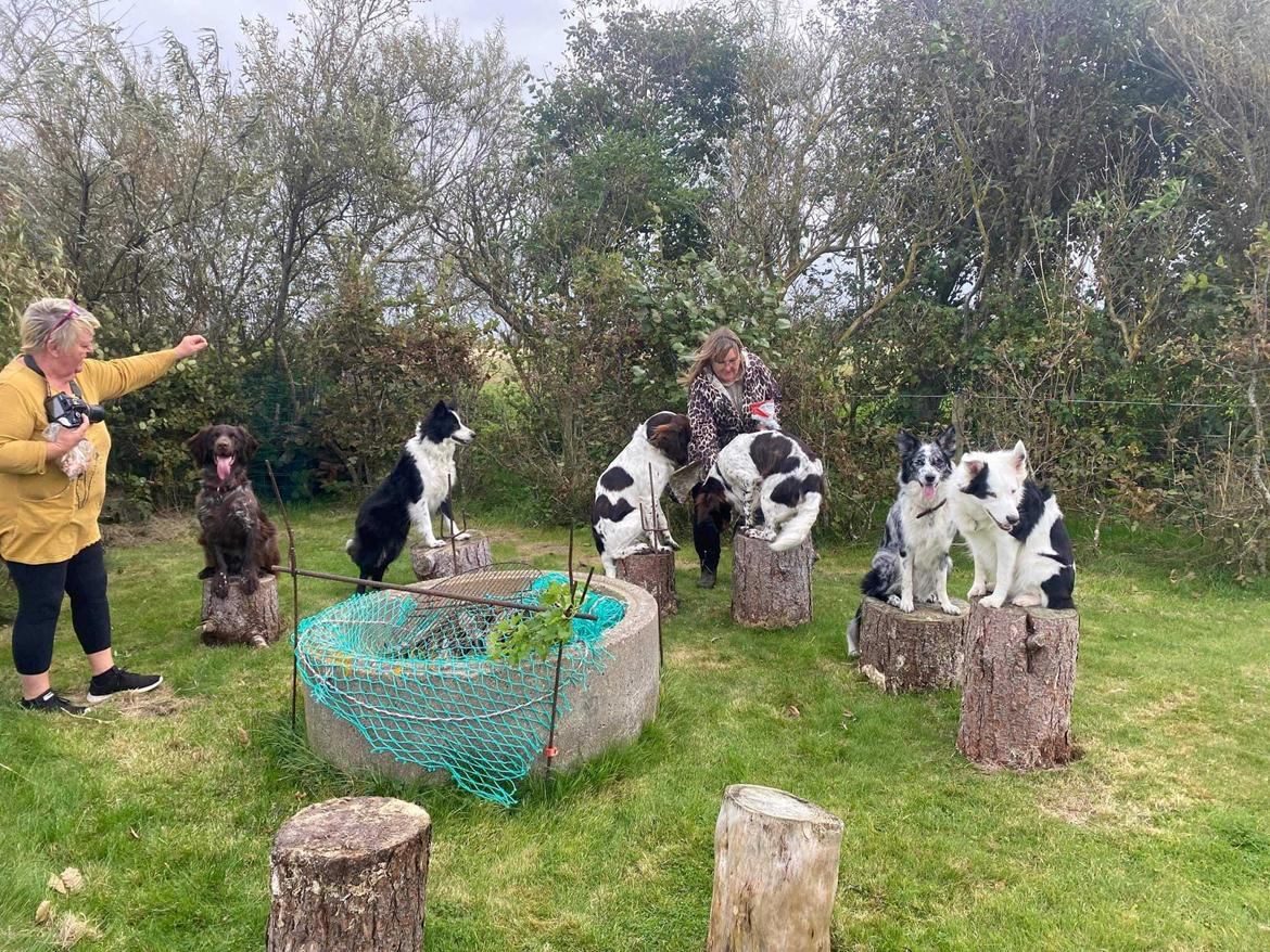 Kleiner münsterländer Balder billede 18
