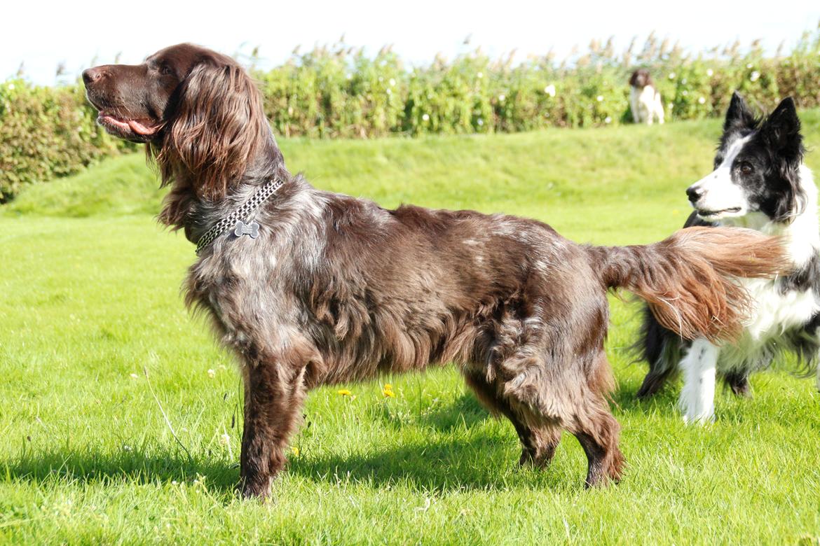 Kleiner münsterländer Balder billede 21