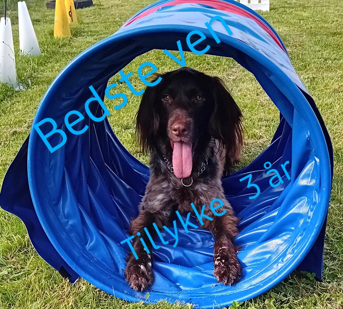 Kleiner münsterländer Balder billede 23