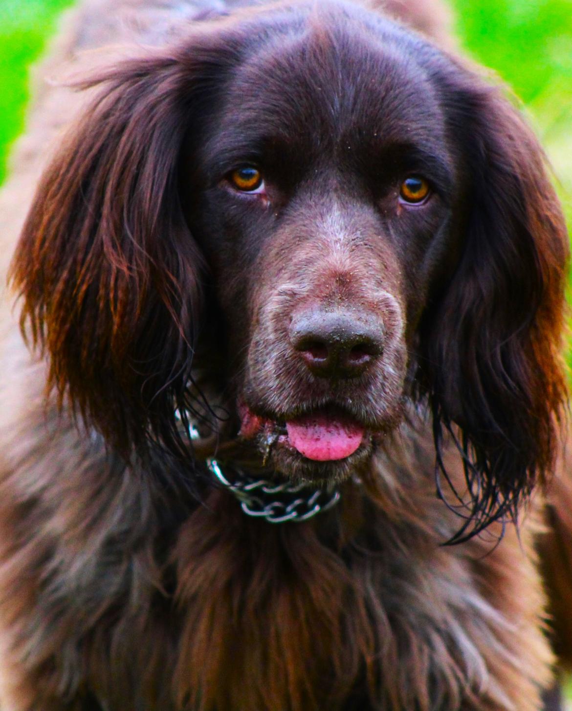 Kleiner münsterländer Balder billede 26