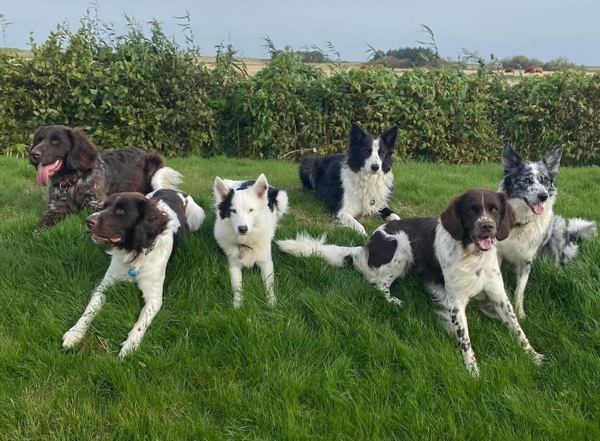 Kleiner münsterländer Balder billede 27