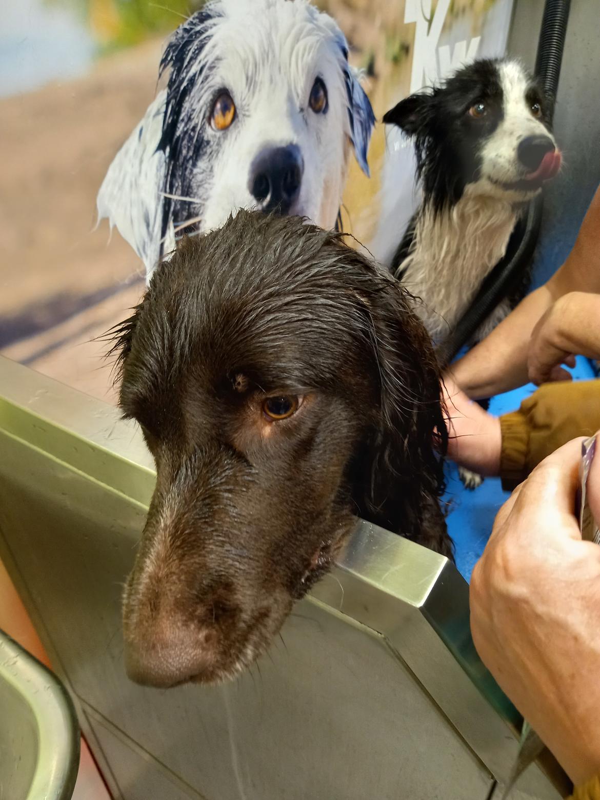 Kleiner münsterländer Balder billede 22