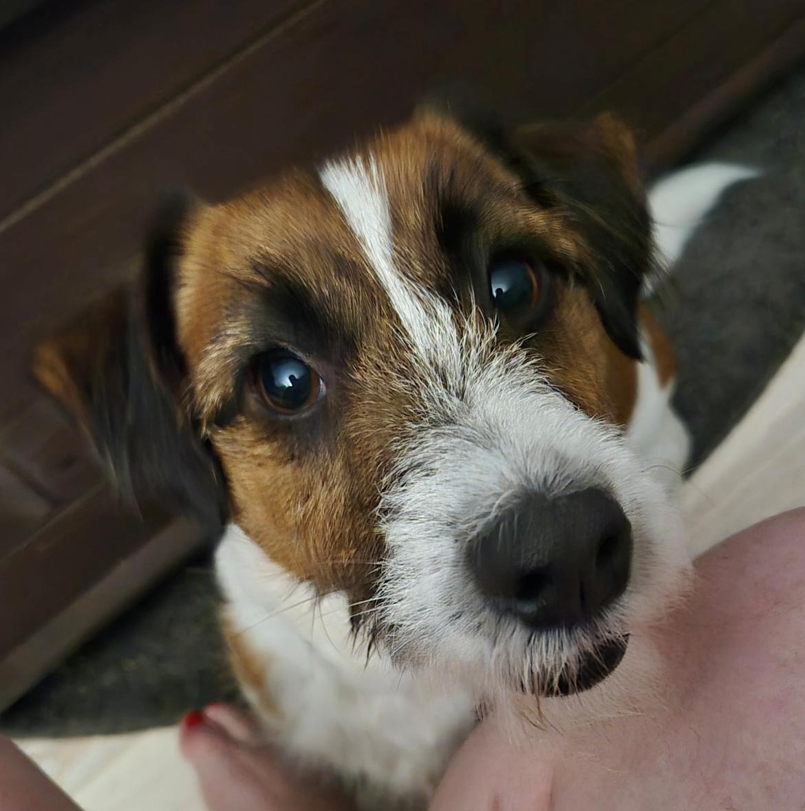 Jack russell terrier Marlo billede 6