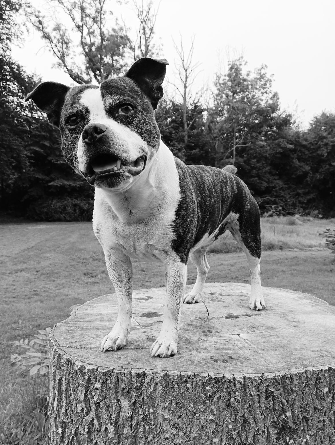 Staffordshire bull terrier Kovo billede 3