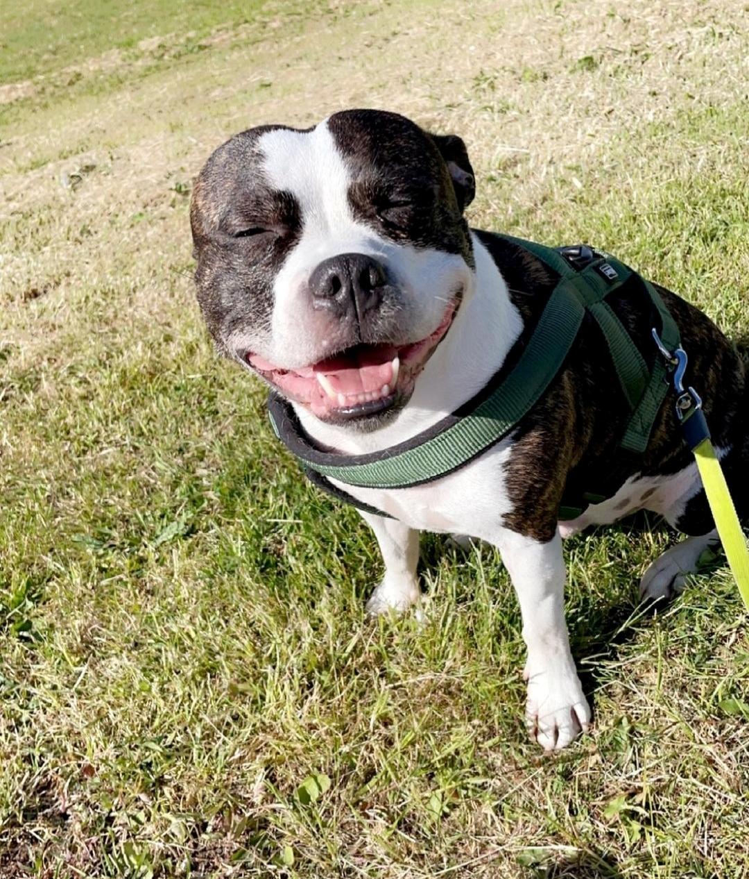 Staffordshire bull terrier Kovo billede 4