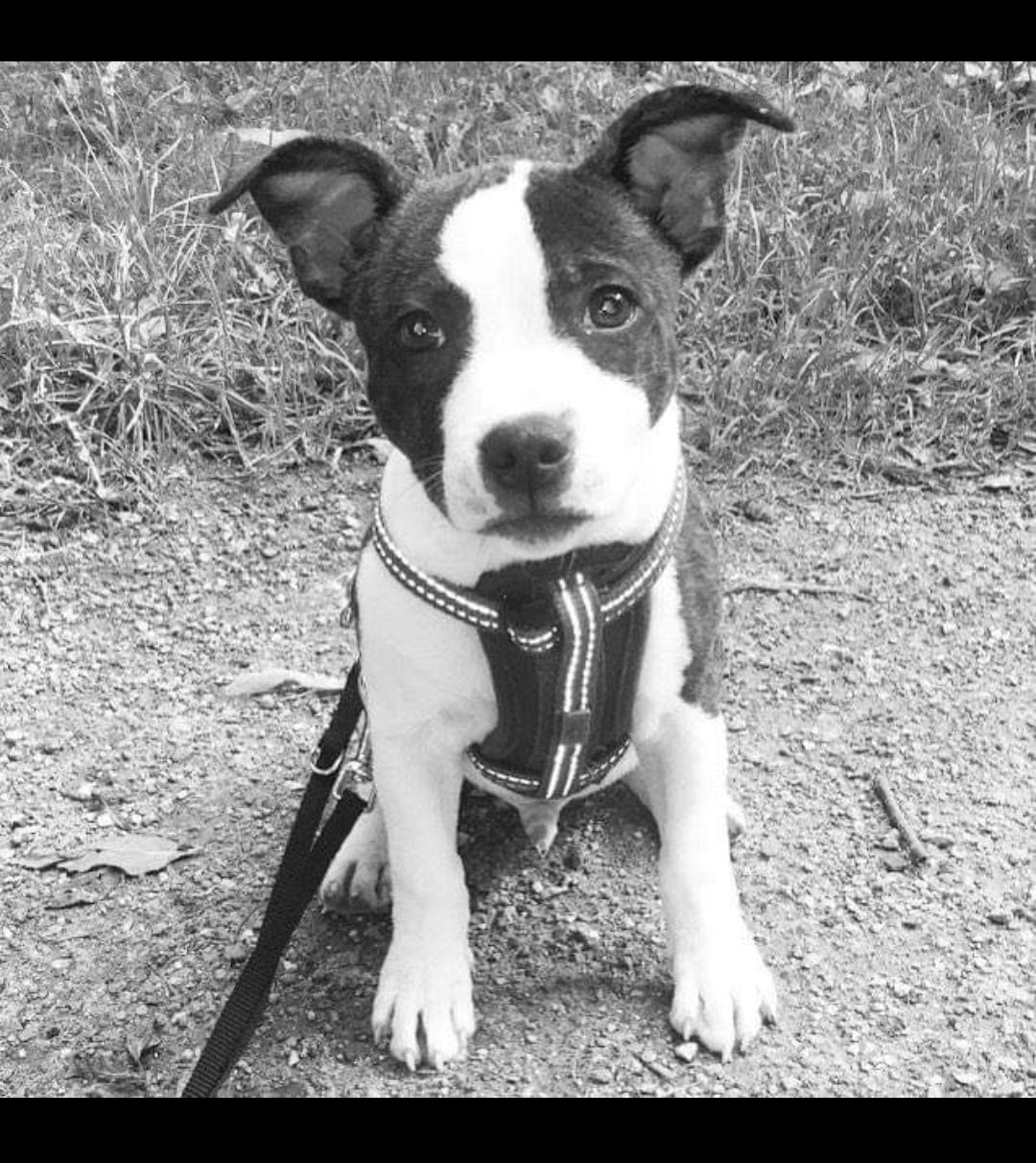 Staffordshire bull terrier Kovo billede 5