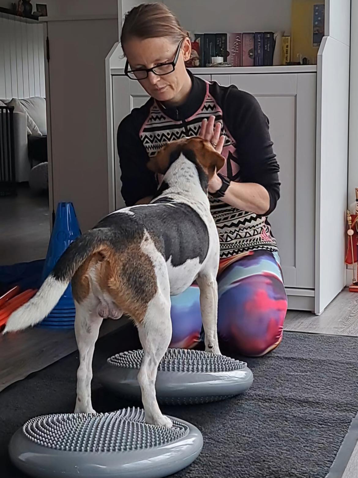 Dansk svensk gaardhund Eddie R.I.P. - 14. december 2024 billede 48