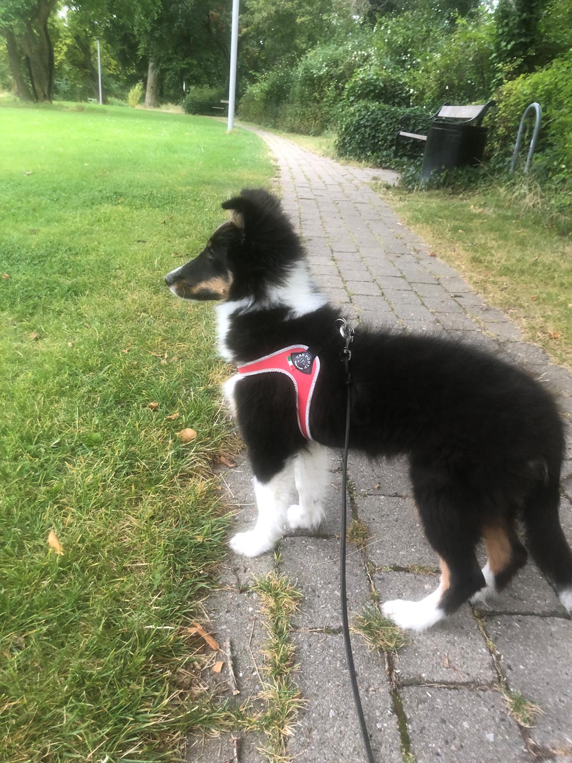 Shetland sheepdog Soffi billede 3