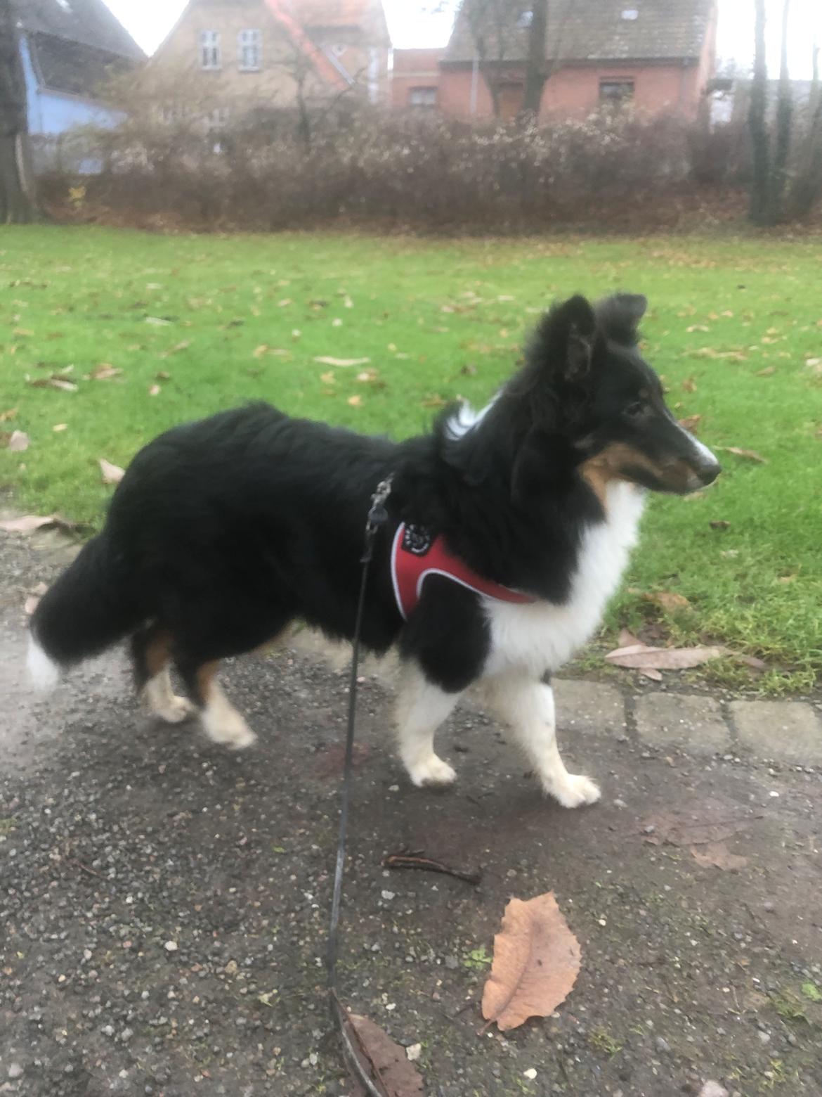 Shetland sheepdog Soffi billede 5