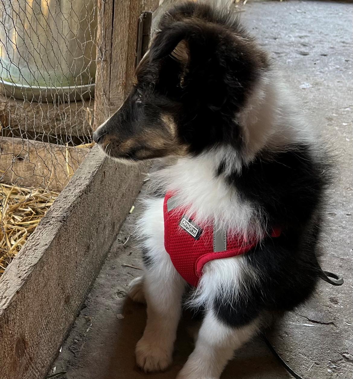 Shetland sheepdog Soffi billede 1