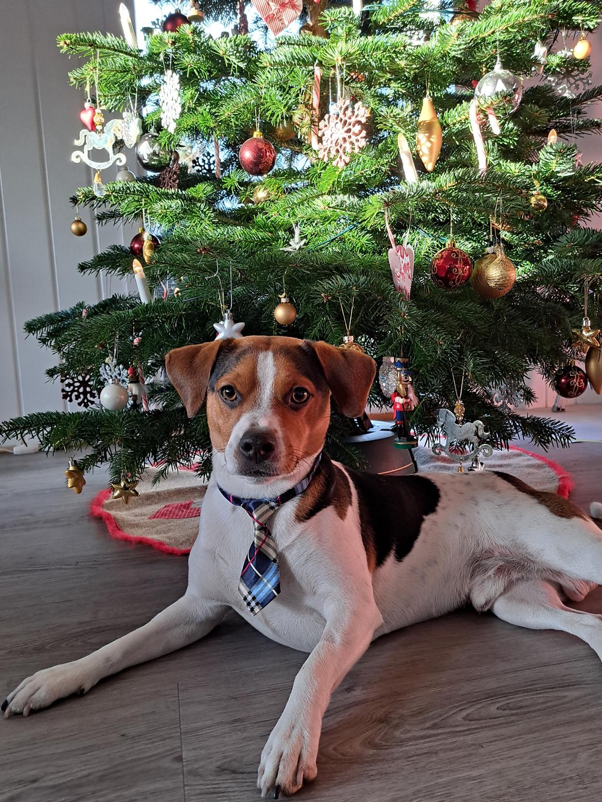 Dansk svensk gaardhund Eddie R.I.P. - 20. december 2024 billede 49