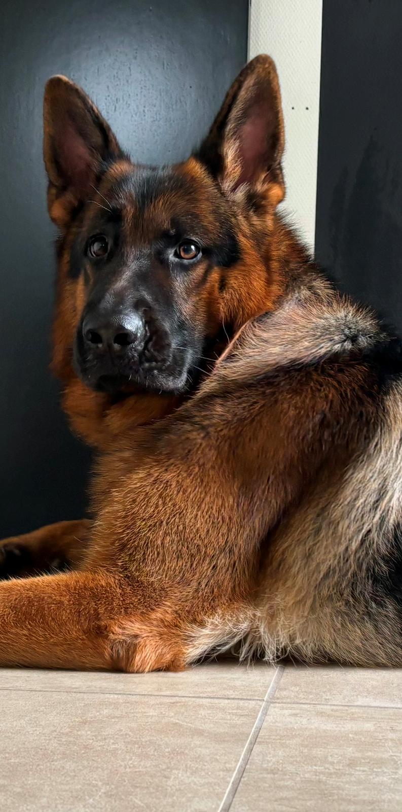 Schæferhund Chef billede 7