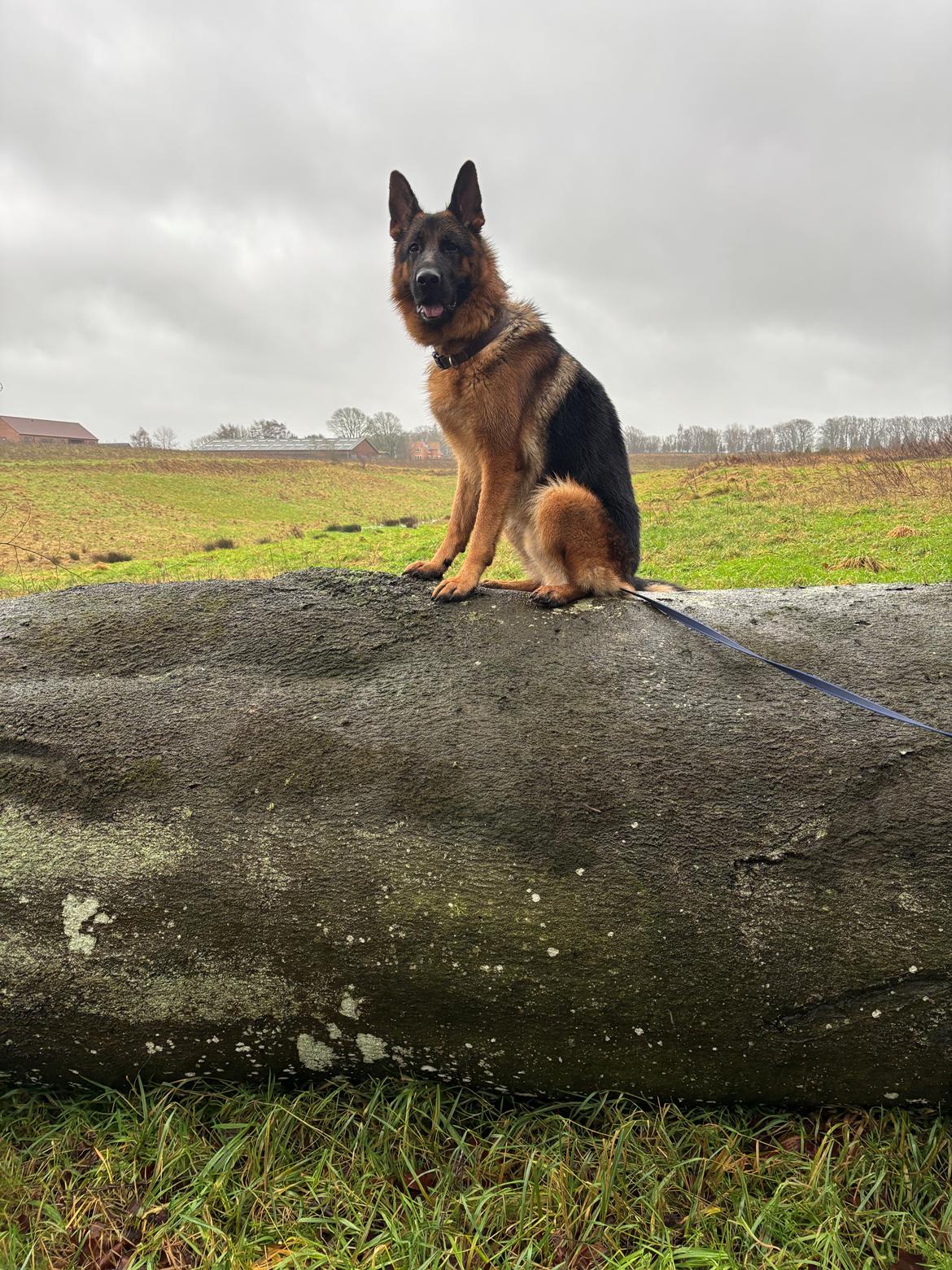 Schæferhund Chef billede 8