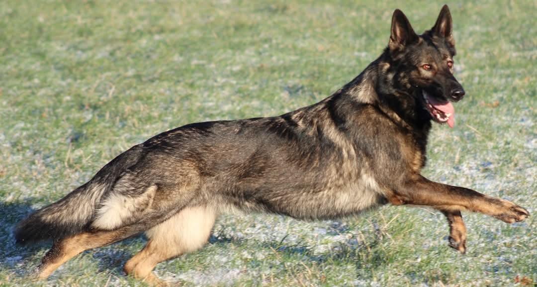 Schæferhund Bayogi Queen. (Enya). billede 6