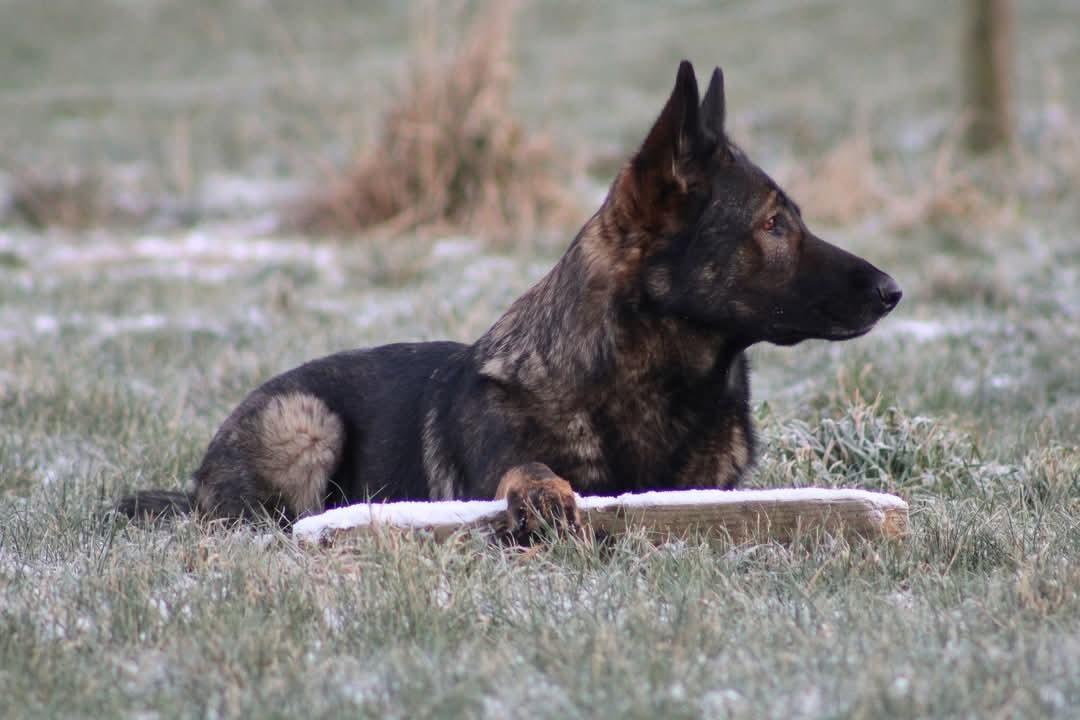 Schæferhund Bayogi Queen. (Enya). billede 8