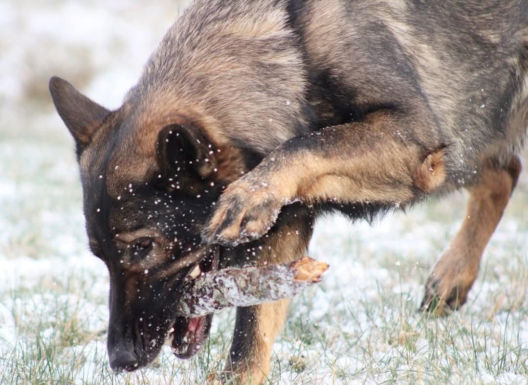 Schæferhund Bayogi Queen. (Enya). billede 10