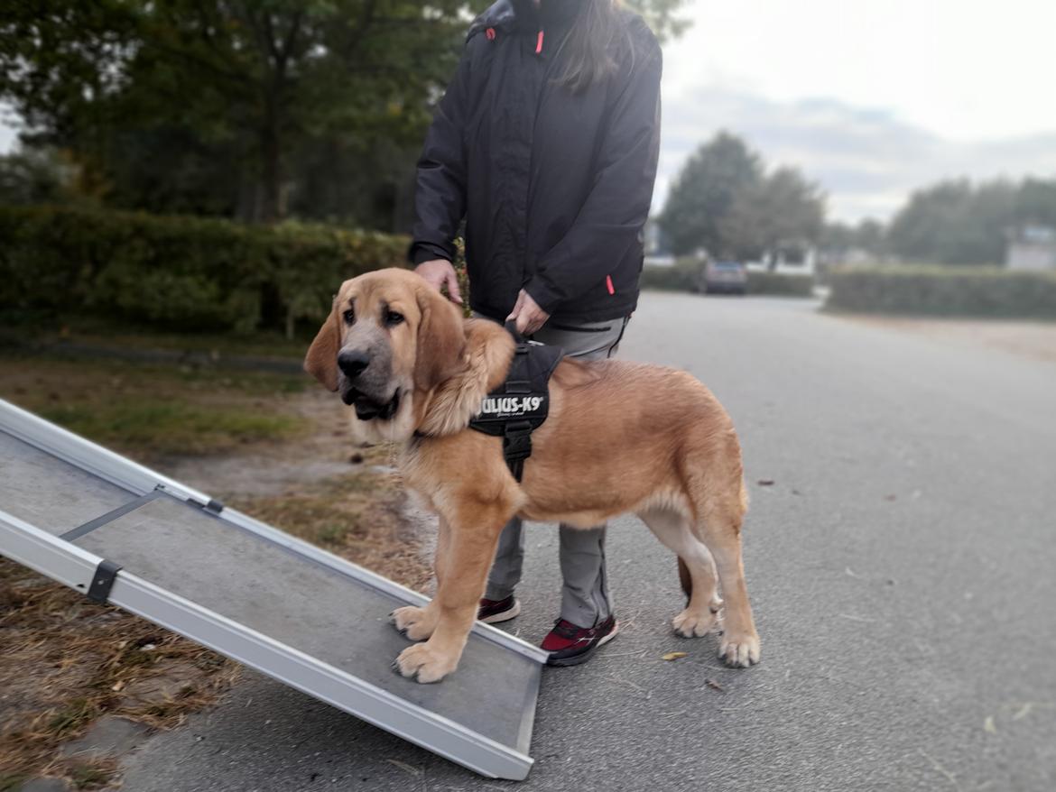 Mastin español El Ron billede 5