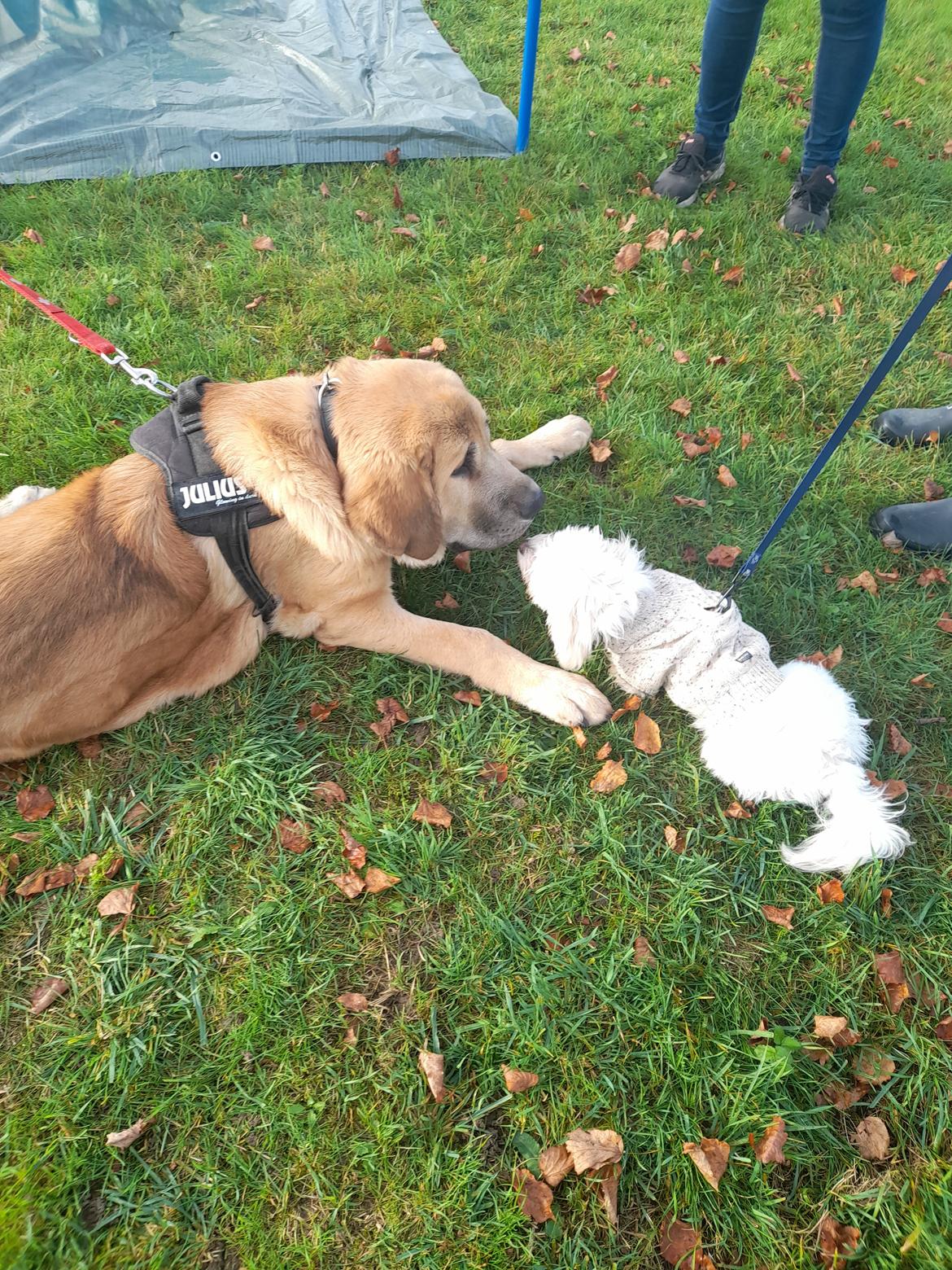 Mastin español El Ron - El Ron med sin lille ven fra hvalpe motivation billede 7