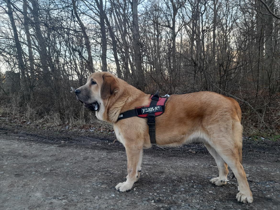 Mastin español El Ron billede 4