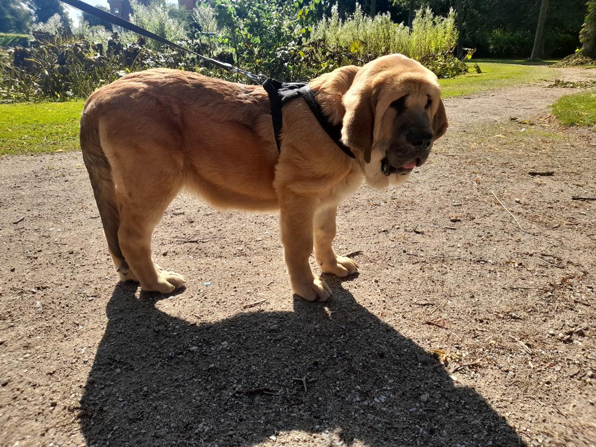 Mastin español El Ron billede 9