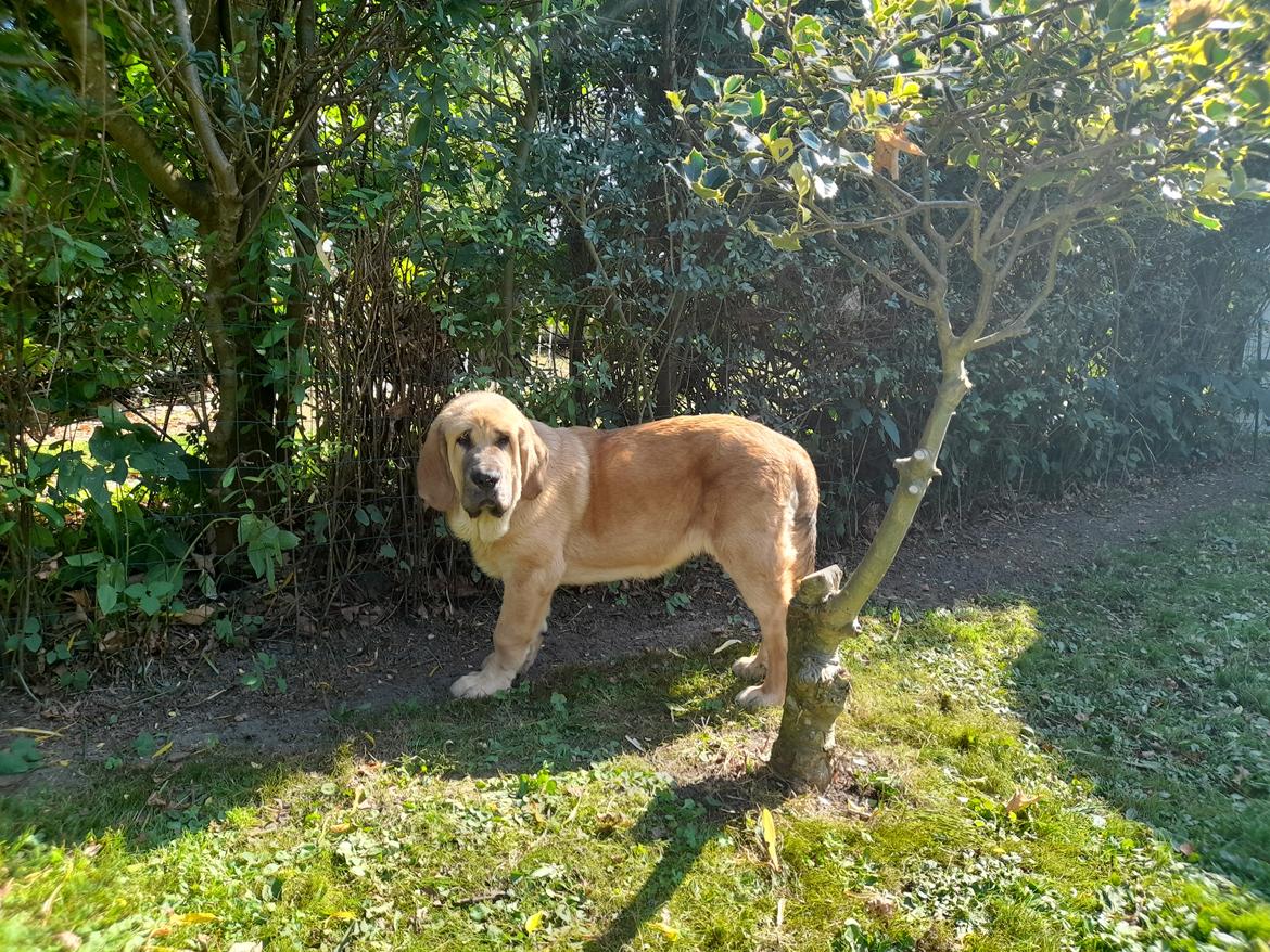 Mastin español El Ron billede 10