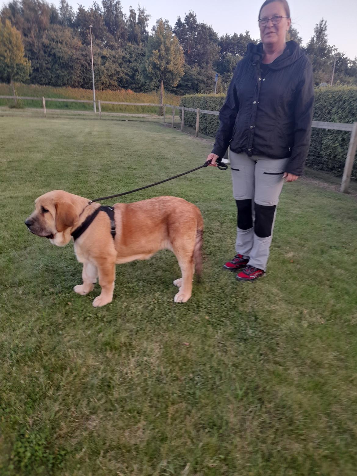 Mastin español El Ron billede 11