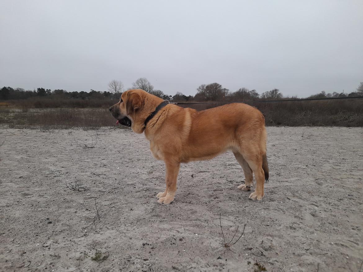 Mastin español El Ron billede 2