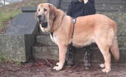 Mastin español El Ron billede 12