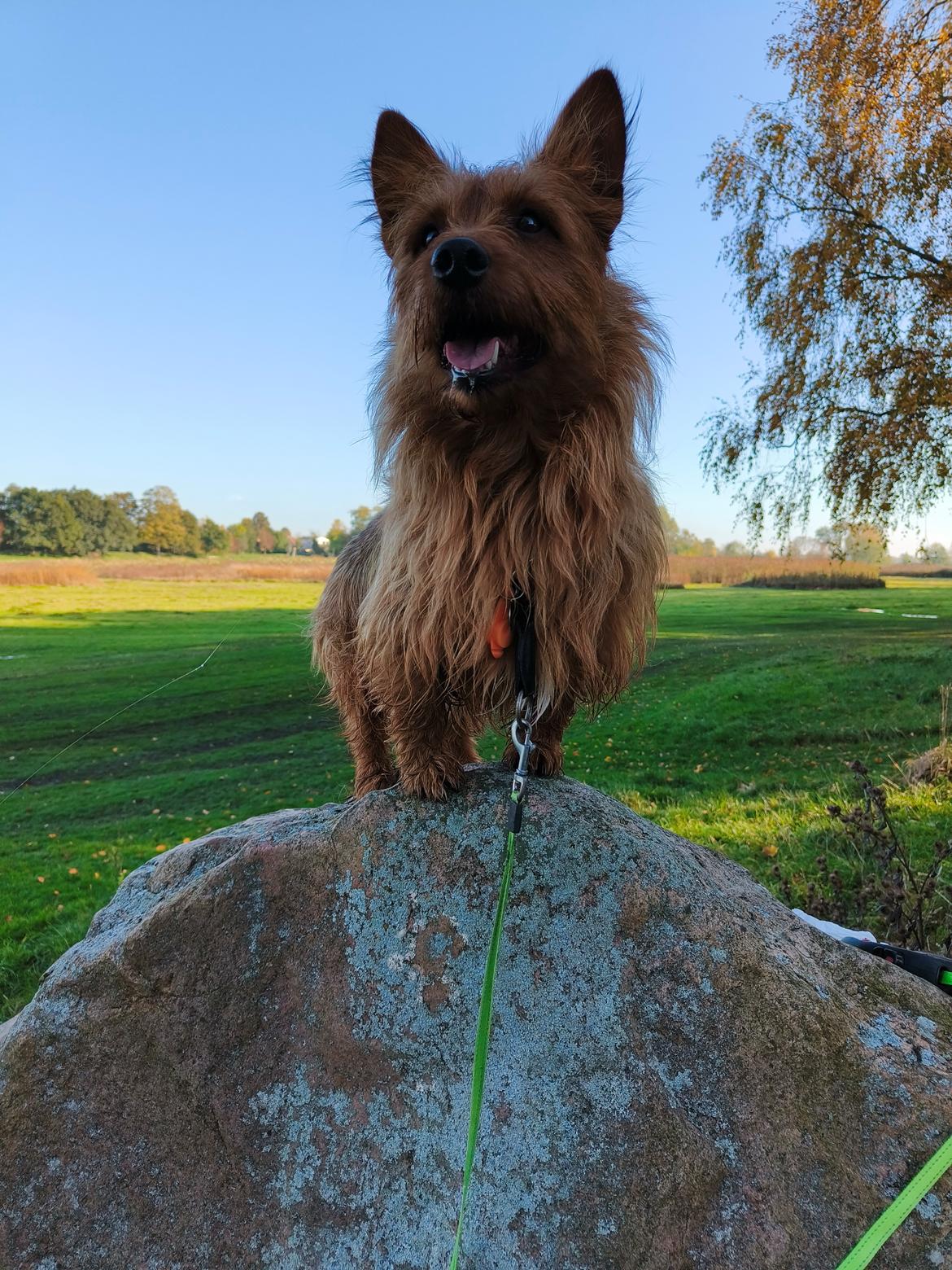 Australsk terrier Eddie  billede 30