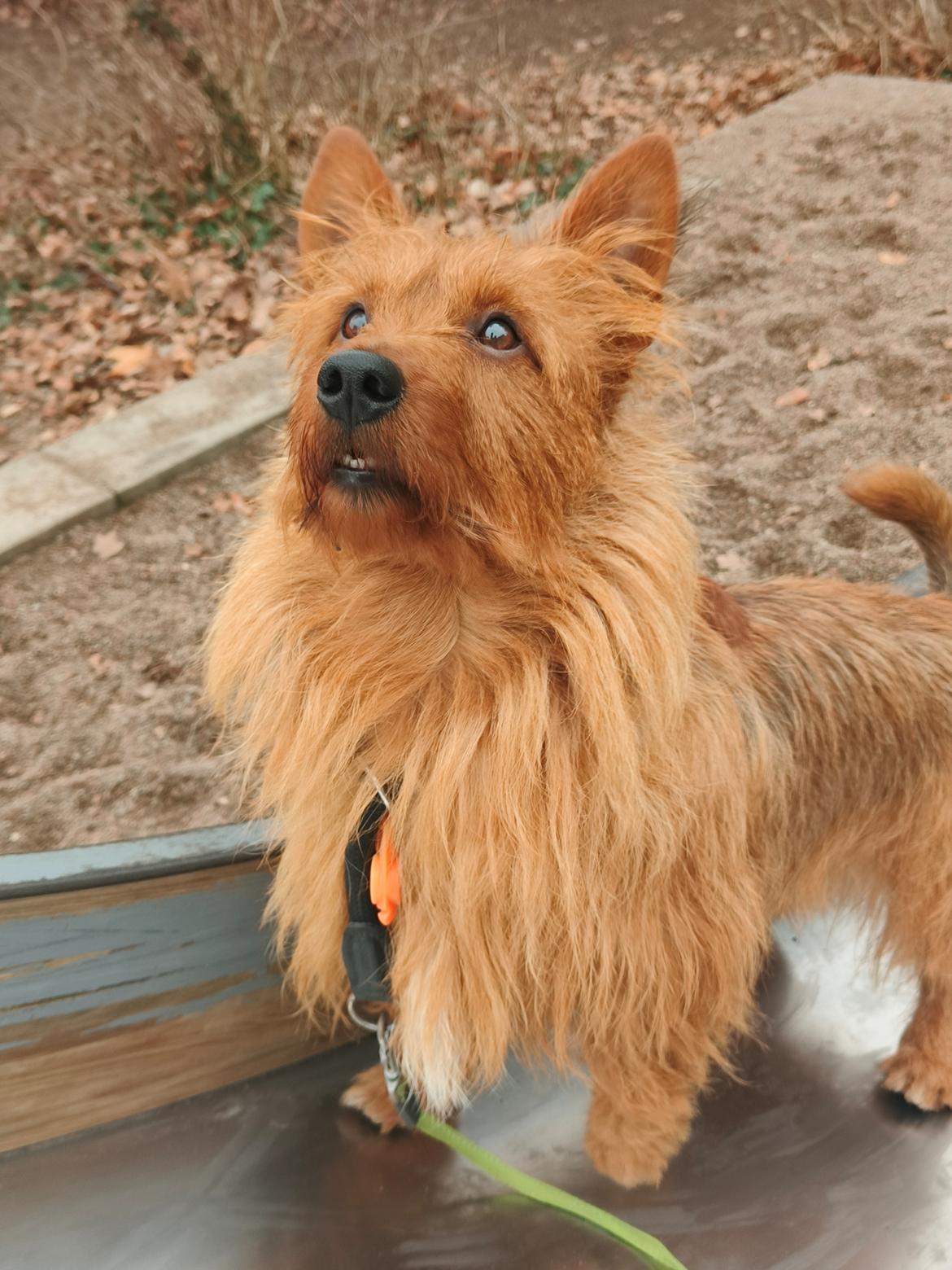 Australsk terrier Eddie  billede 29