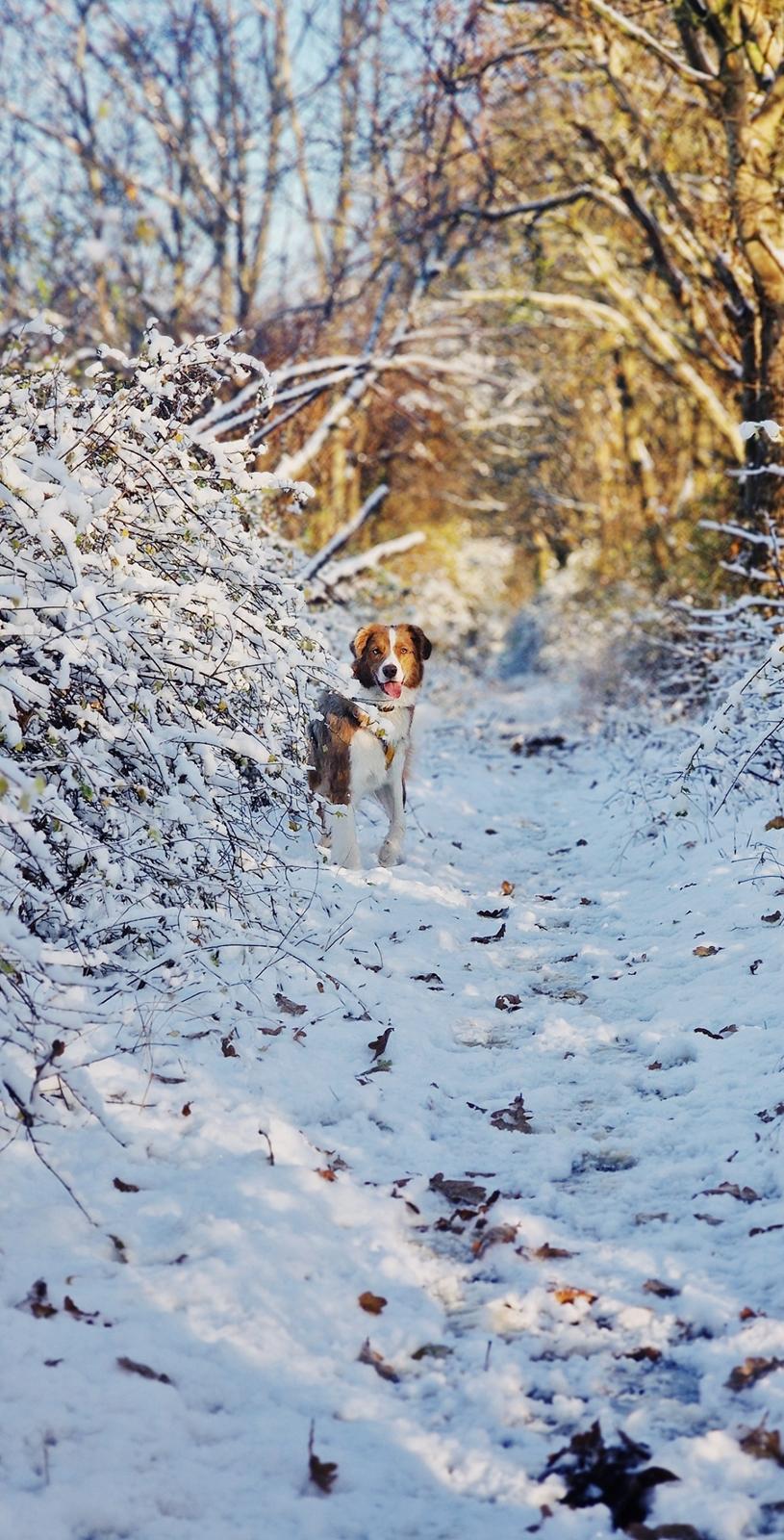 Blanding af racer Bowie billede 12