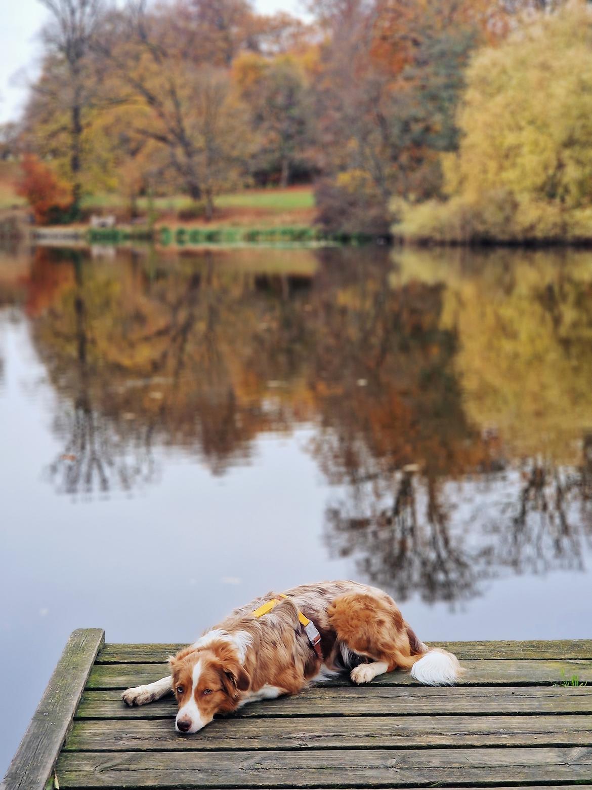 Blanding af racer Bowie billede 15