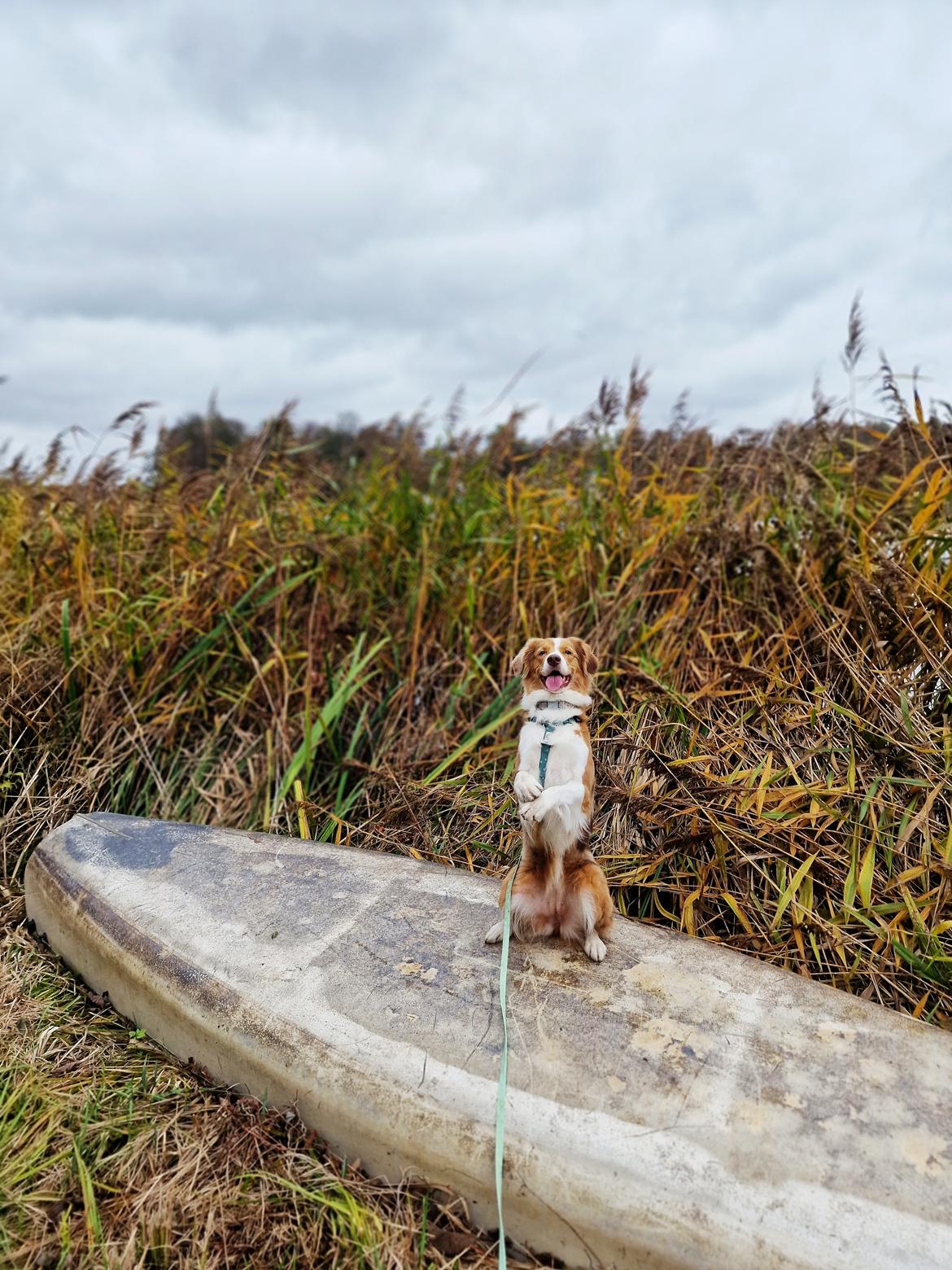 Blanding af racer Bowie billede 16