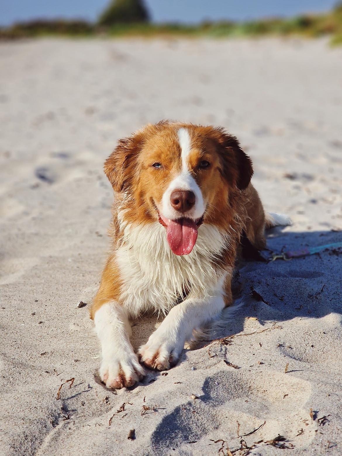 Blanding af racer Bowie billede 23