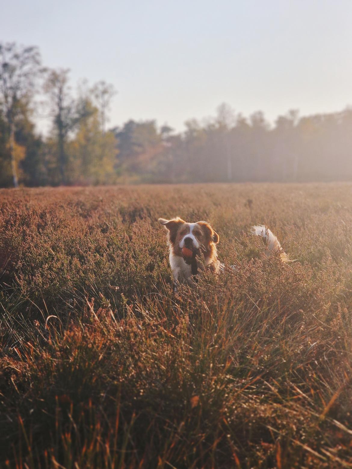 Blanding af racer Bowie billede 22