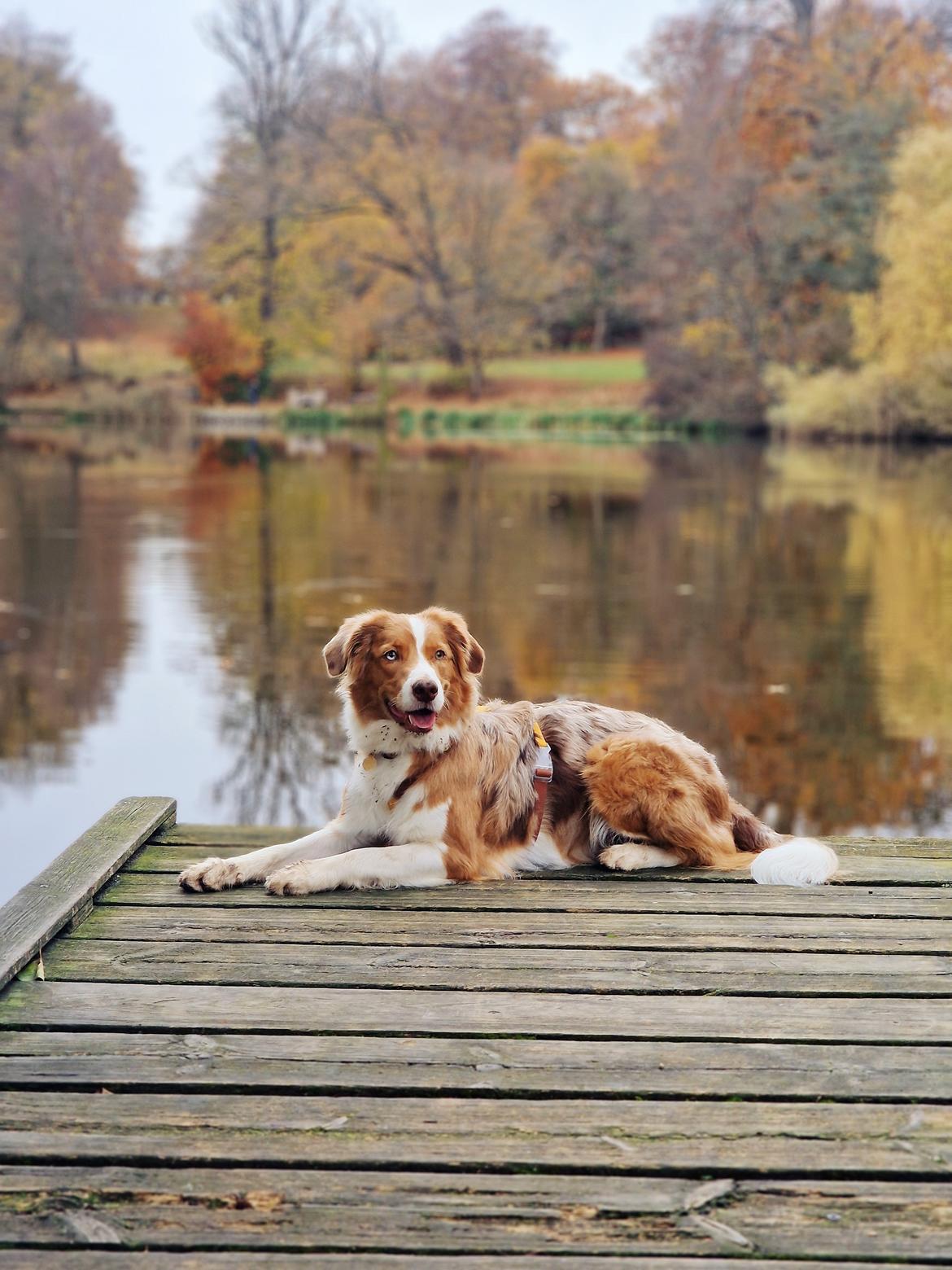 Blanding af racer Bowie billede 14