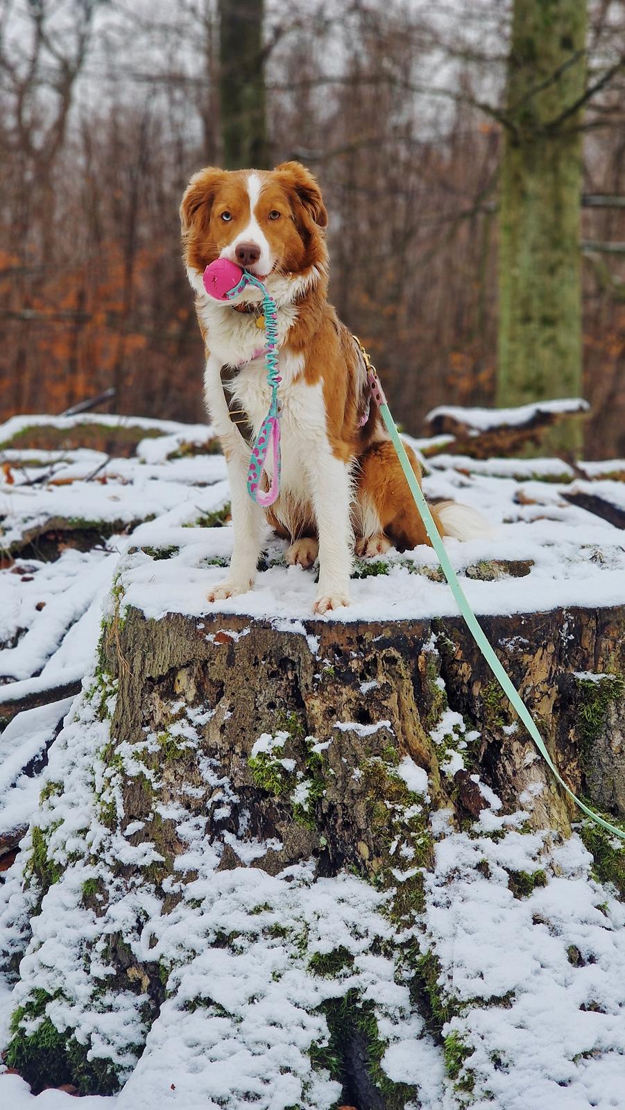 Blanding af racer Bowie billede 10