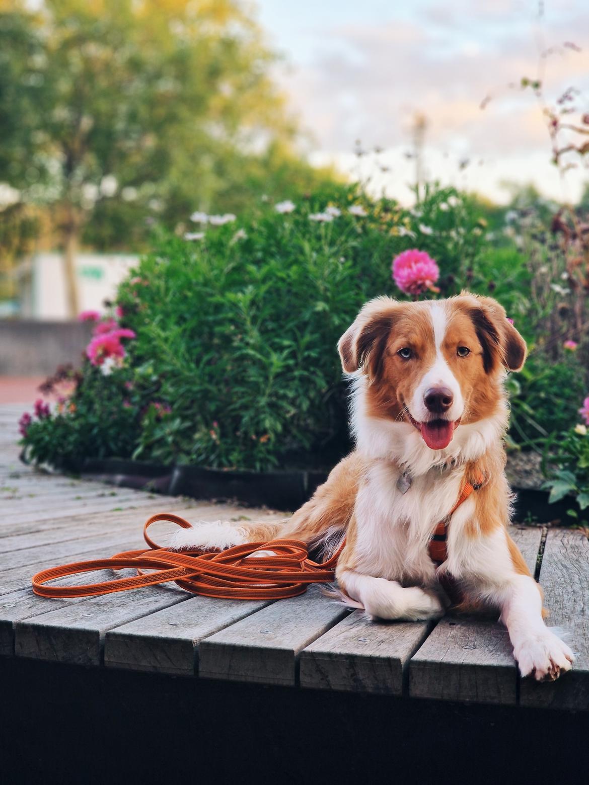 Blanding af racer Bowie billede 21