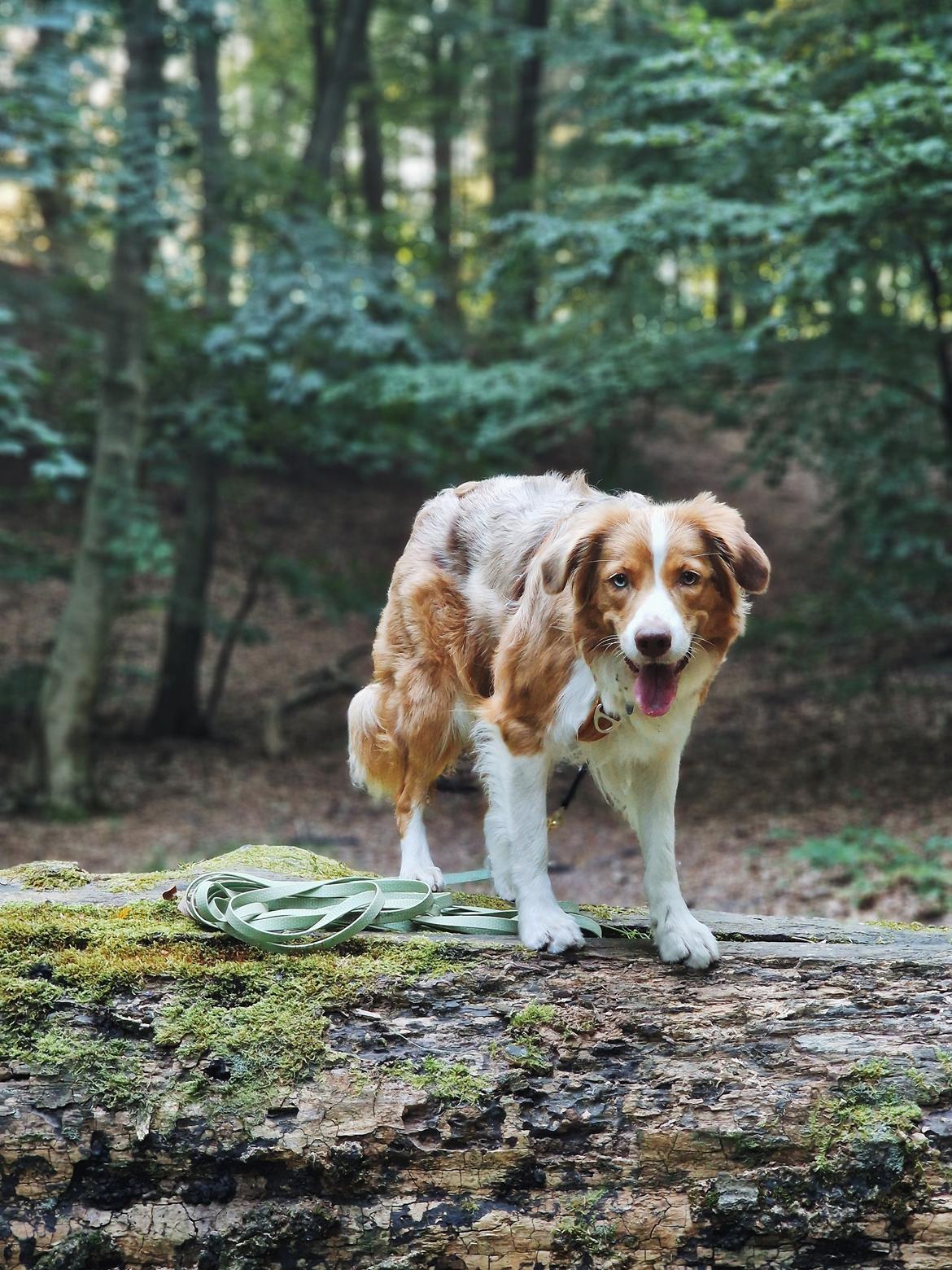 Blanding af racer Bowie billede 24