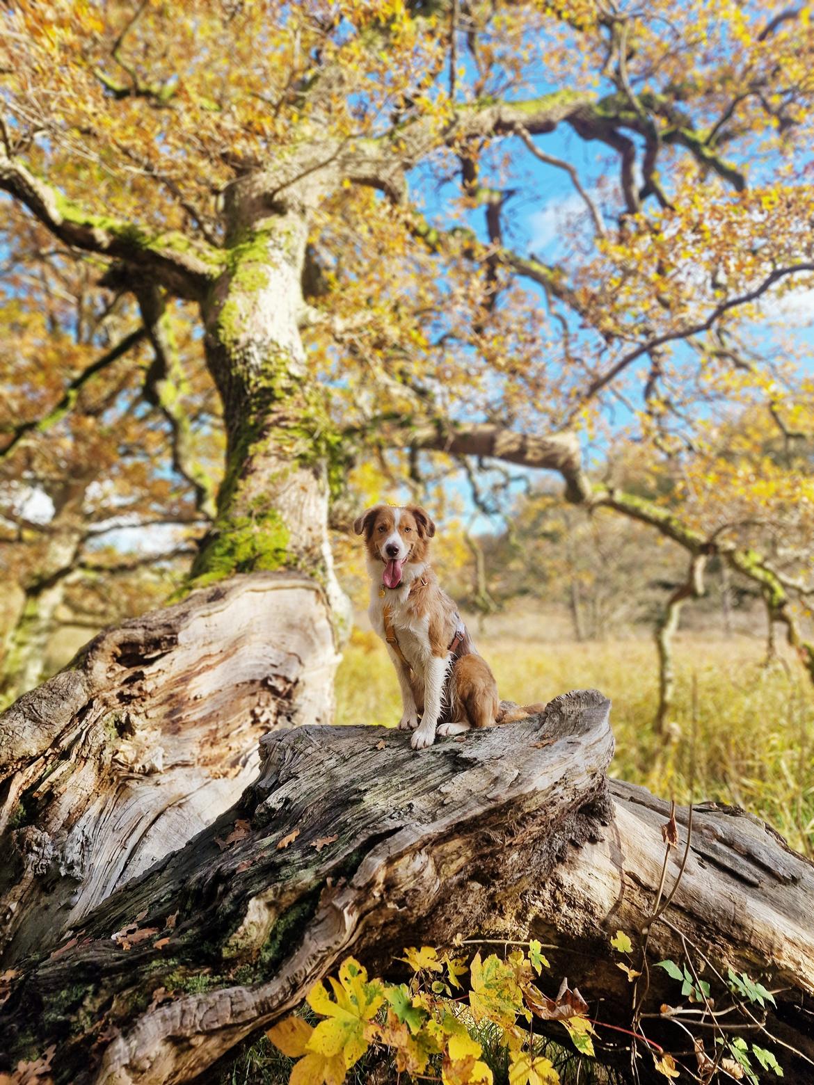 Blanding af racer Bowie billede 20